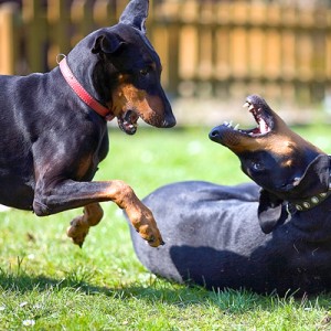 Агрессия у собак