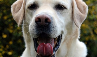 Собачий язык