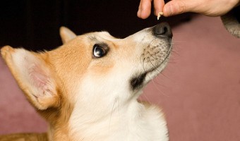 Как воспитывать собаку