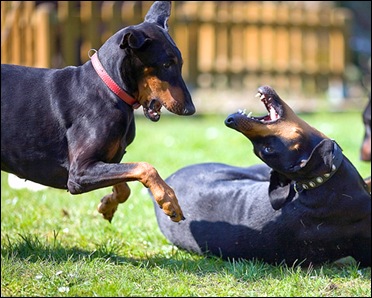 Игровая агрессия у собак